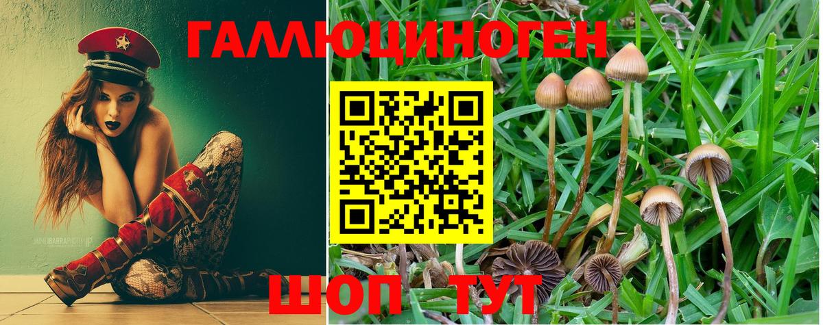 Псилоцибиновые грибы Psilocybe  Вход с VPN  Галлюциногенные грибы GOLDEN TEACHER  Знаменск 
